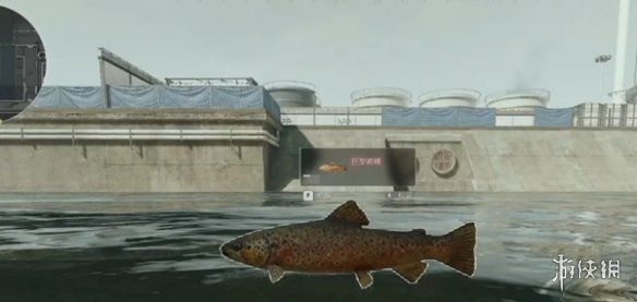 网5